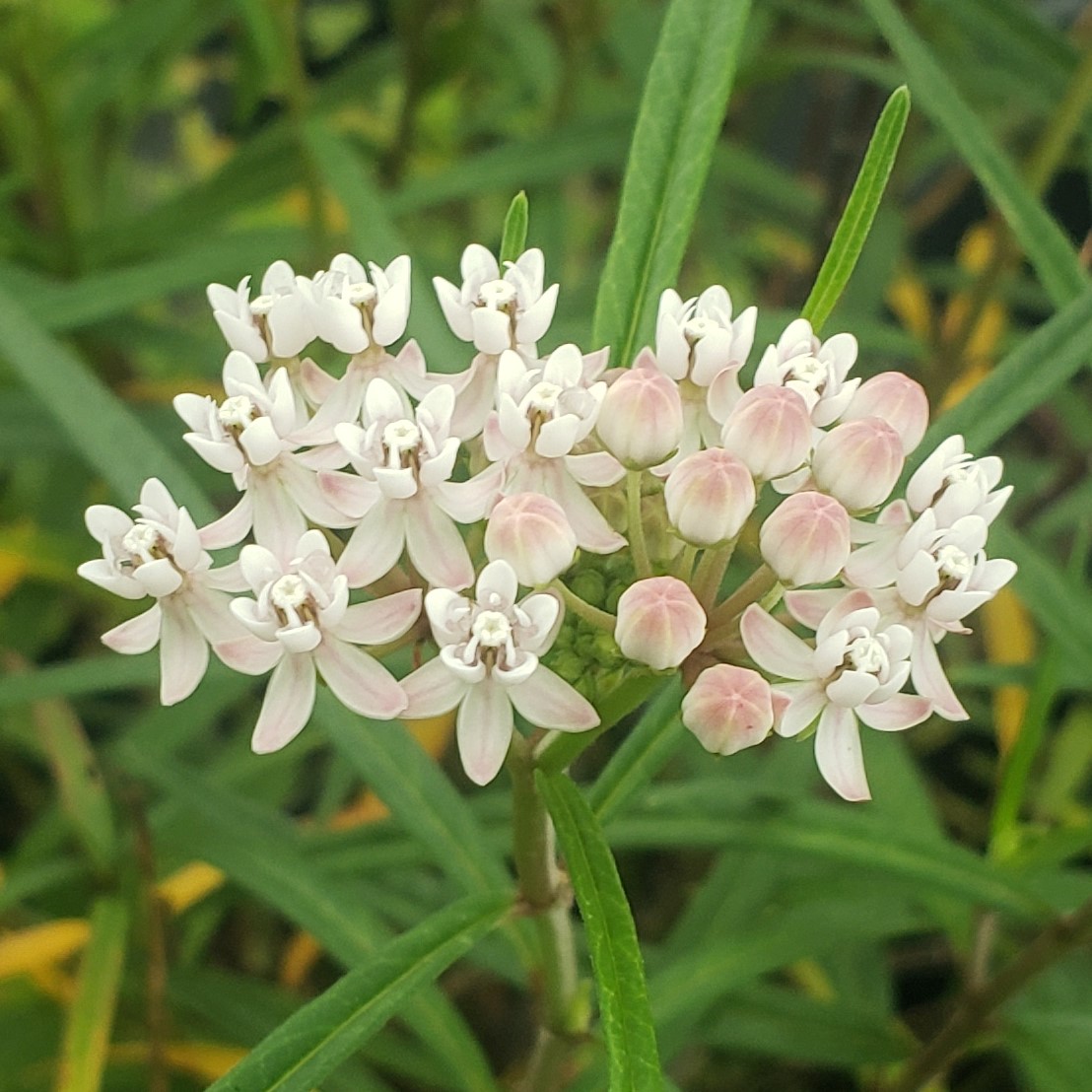 Arizona Milkweed, Asclepias angustifolia